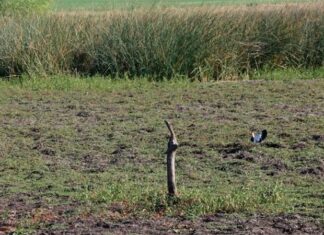 Piden la emergencia agropecuaria