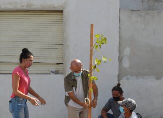 Plantaron los primeros árboles del «Programa de Arbolado Urbano»