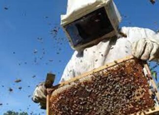 Proyección internacional de empresas apícolas entrerrianas