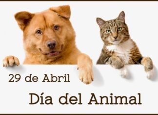 Reflexión sobre el bienestar y protección de los animales