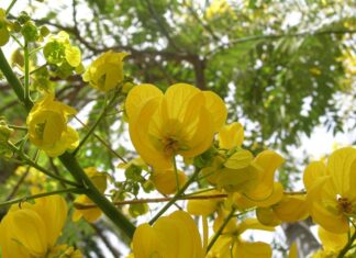 Se pone en marcha el Plan de Arbolado Urbano