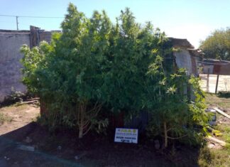 Incautaron una importante cantidad de marihuana