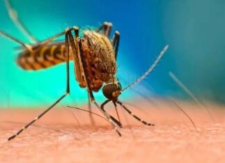 Federación registro casos de dengue