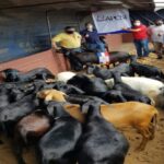 p8 – Se concretó la importación de ovinos
