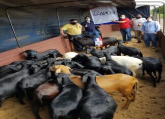 Se concretó la importación de ovinos