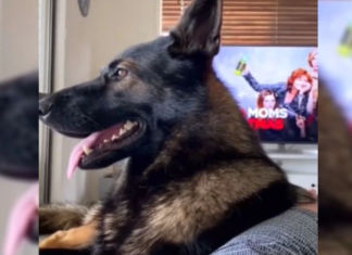 VIDEO: La reacción de un perro policía «retirado» al escuchar a su dueño decir «cocaína»