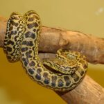 Anaconda_jaune_34