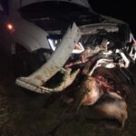 Pagina 7 13 de mayo 2021 Una camioneta chocó un caballo en ruta 136