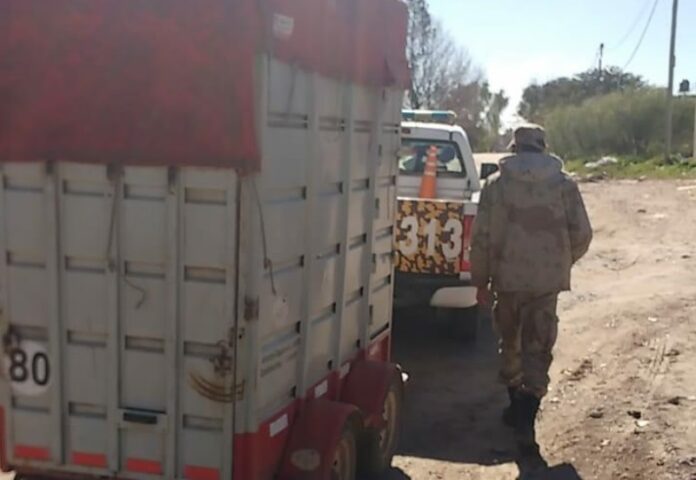 p1 caballos rescatados2