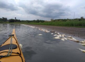 Exigen informe por la muerte de peces en arroyo La China