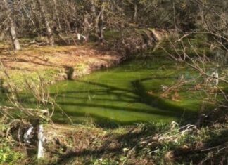Grave contaminación del arroyo El curro