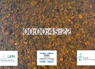 Músicos uruguayenses homenajearon al río Uruguay