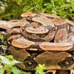 p5 – Buscan una boa constrictora