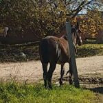p5 caballos rescatados1
