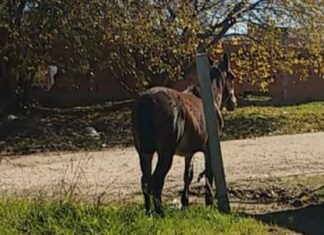 Un nuevo caballo fue trasladado hasta el refugio animal