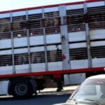 p7 – Trasladaban ovinos y vacunos sin papeles