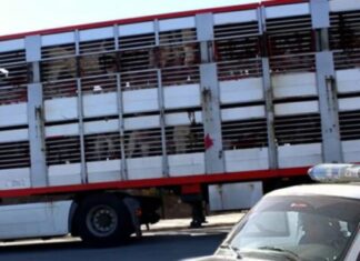 Trasladaban ovinos y vacunos sin papeles