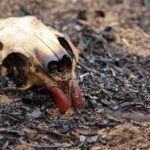p8 – Alertan el estado de los húmedales