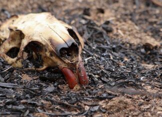 Alertan el estado de los húmedales