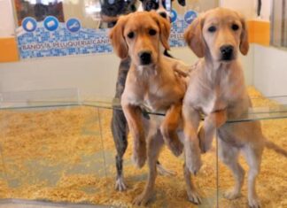 Buscan prohíbir exhibir animales