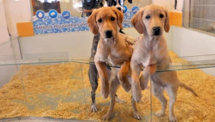 p8 - Buscan prohíbir exhibir animales