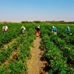 p9 – Afirman que el campo es parte de la solución