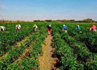 Afirman que el campo es parte de la solución
