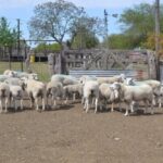 PÁGINA 2 PROYECTO DESARROLLO OVINO