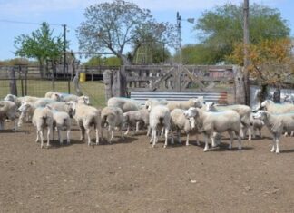 Proyectos para el desarrollo ovino y caprino
