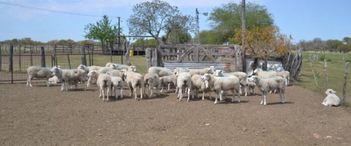 PÁGINA 2 PROYECTO DESARROLLO OVINO