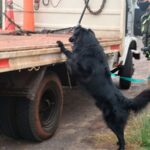 Pagina 6 11 de junio 2021 Trasladaban 175 kilos de marihuana