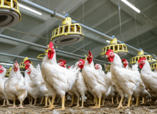 Tres Arroyos trabaja en una vacuna contra hepatitis aviar