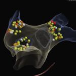 p5 novedosa intervención1