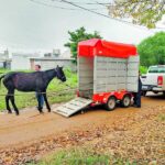 p5 rescate animal1