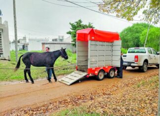 Trasladaron a otro caballo al refugio de Tekove Mymba