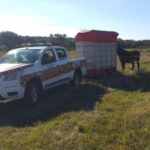 p5 rescate de caballo1