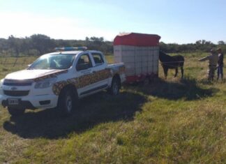 Ya son 74 los caballos rescatados de la vía pública