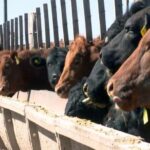 p8 – Bajaron los precios de la hacienda