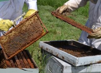 Entre Ríos alcanzó el segundo lugar como productora de miel