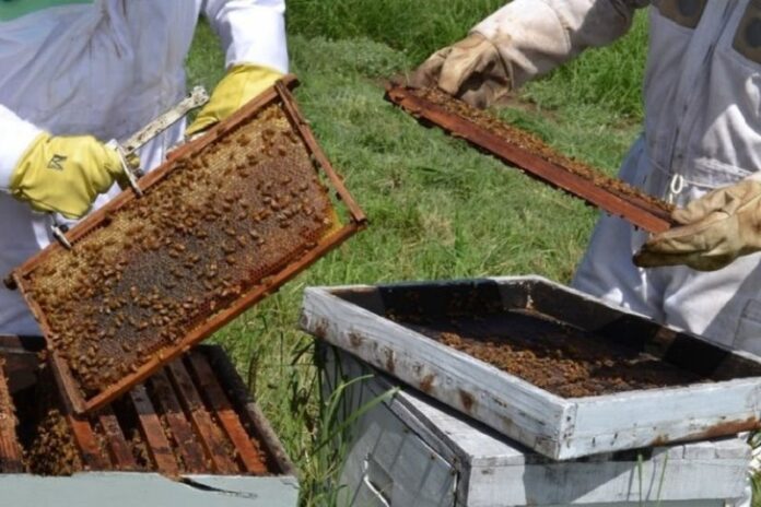p8 - Entre Ríos es la segunda productora nacional de miel