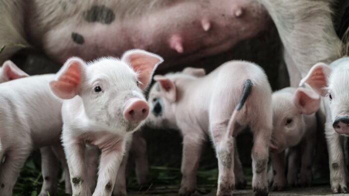 p8 - Entre Ríos se consolida en la actividad porcina nacional