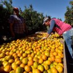 p8 – Extienden los beneficios para la producción citrícola