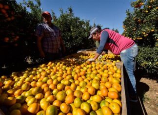 Extienden los beneficios para la producción citrícola