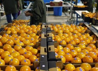 Gestionan mejoras para ampliarse a más mercados