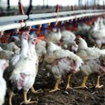 PÁGINA 8 CRA DOCUMENTO PRODUCTORES POLLOS