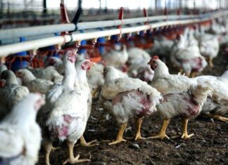Preocupa la situación de los productores integrados de pollos