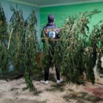 Pagina 7 16 de julio 2021 Hallaron siete kilos de hojas de marihuana