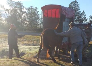 En nuevos operativos se retiran caballos de la vía pública