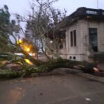 caída de un árbol1