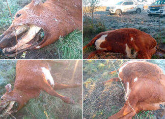 Productor denunció la aparición de vaca con misteriosas mutilaciones en Hasenkamp